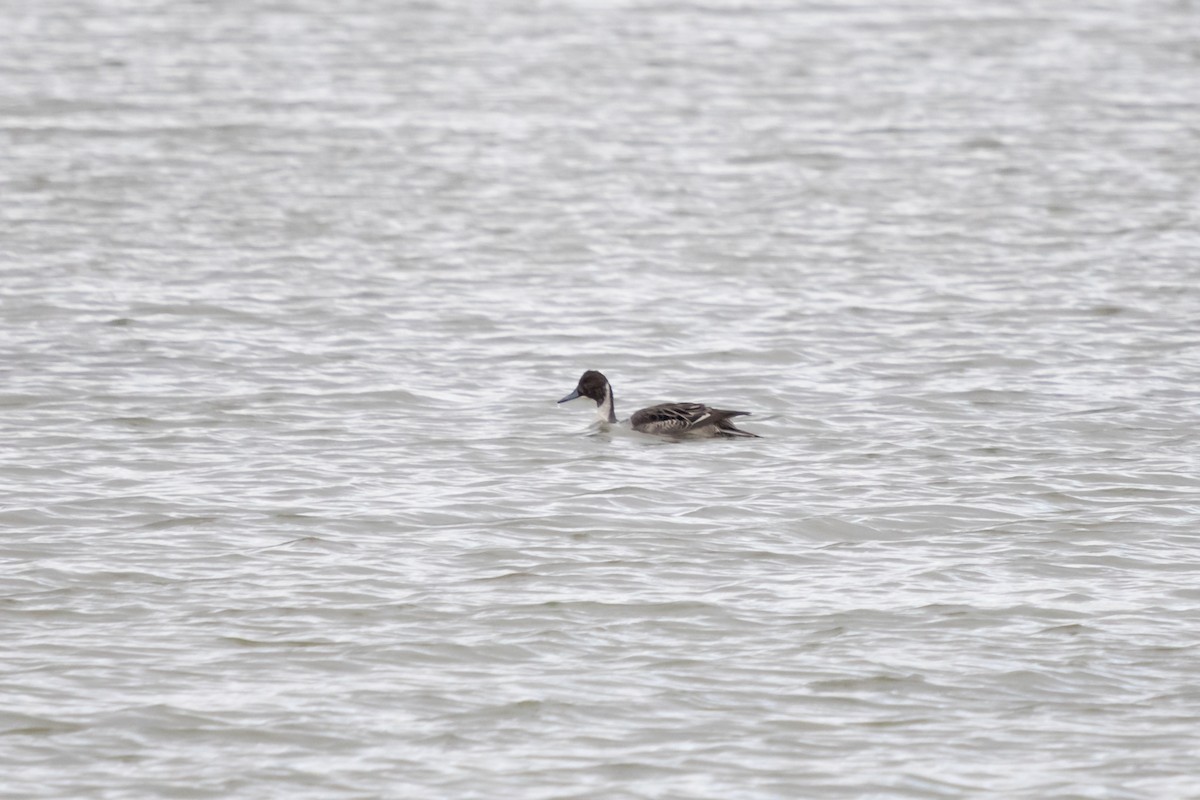 Northern Pintail - ML645113878