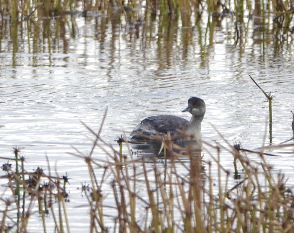 Eared Grebe - ML645113880