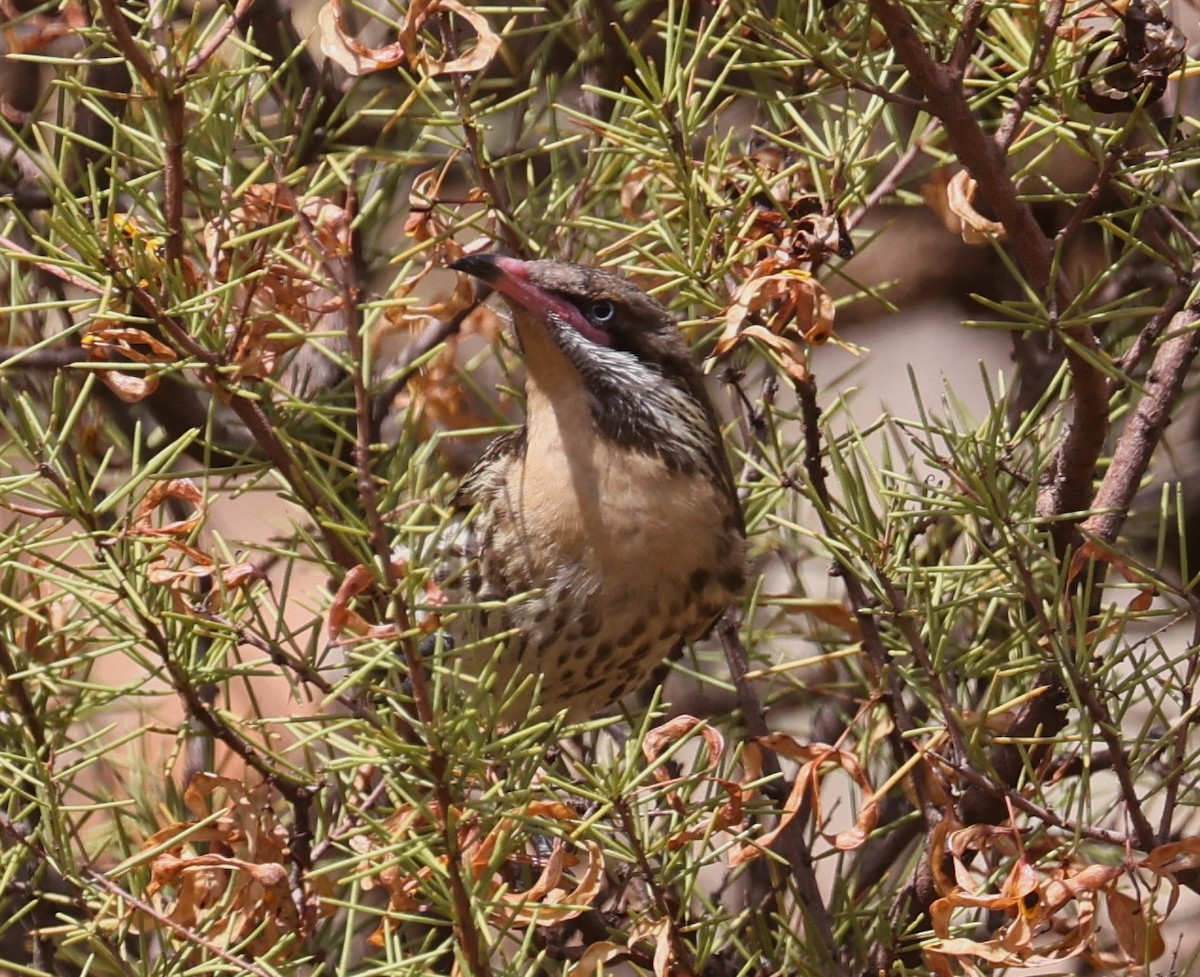 Spiny-cheeked Honeyeater - ML645113881