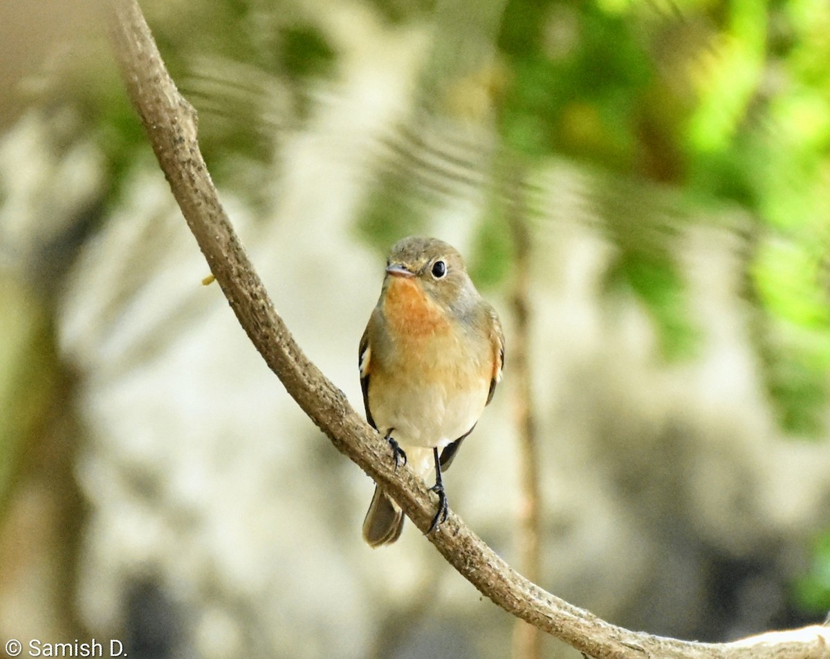 Red-breasted Flycatcher - ML645113883