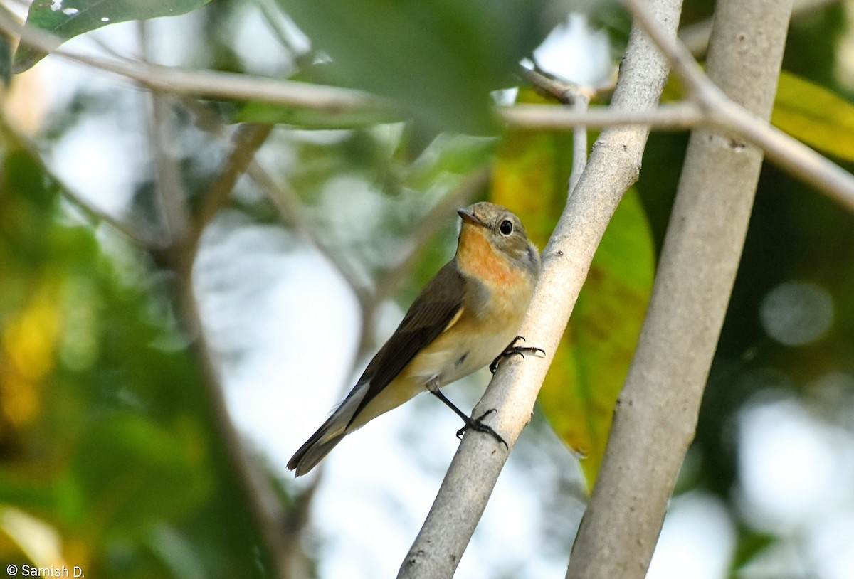 Red-breasted Flycatcher - ML645113884