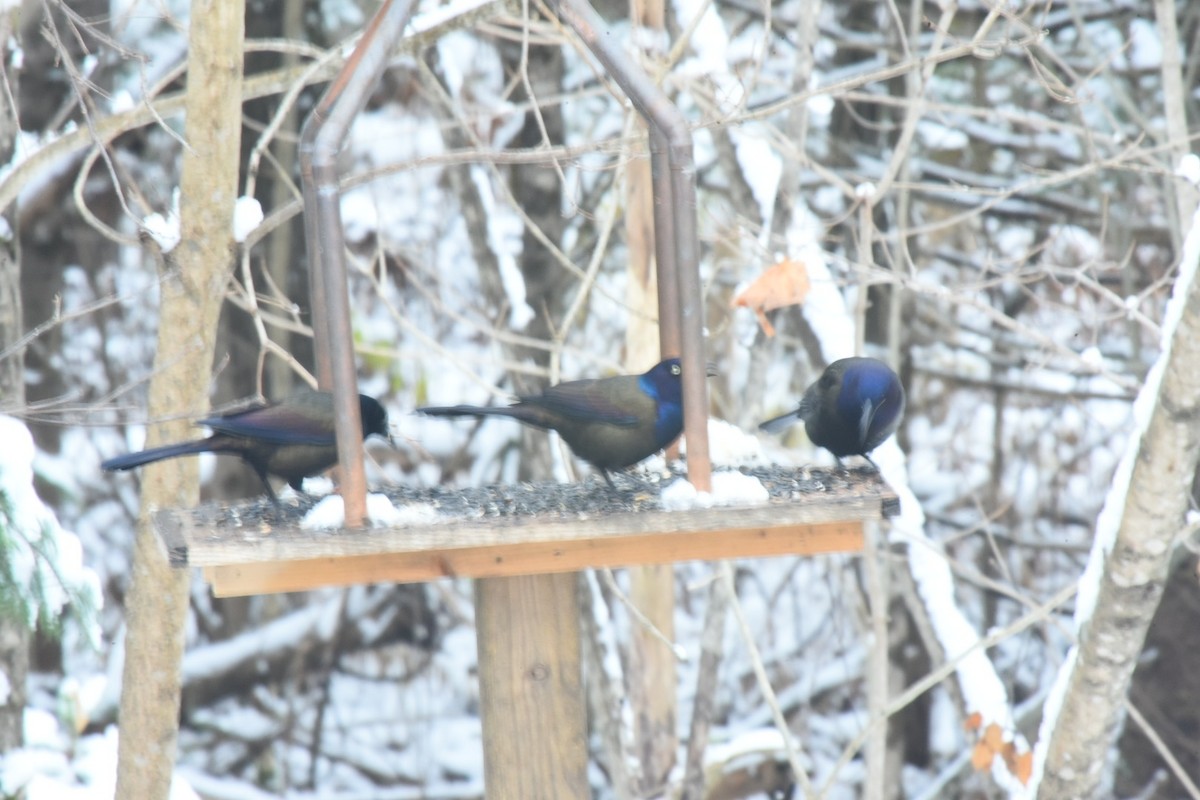 Common Grackle - ML645113886