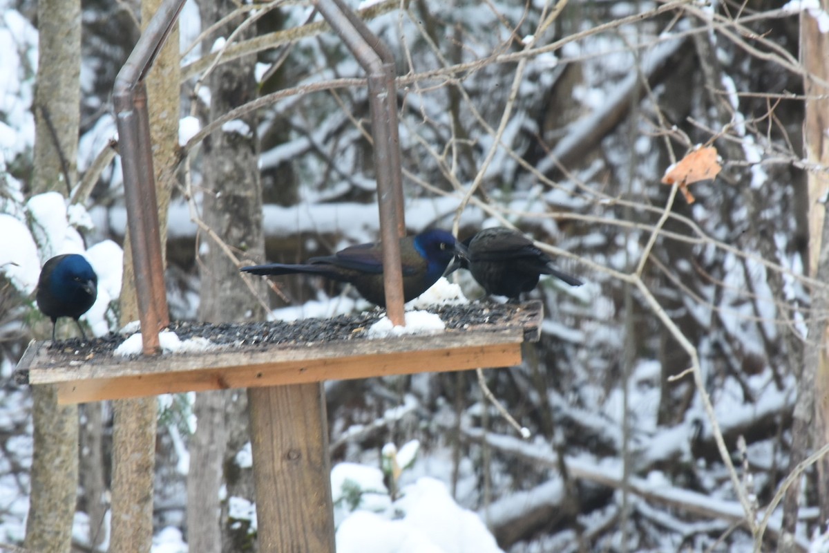 Common Grackle - ML645113887