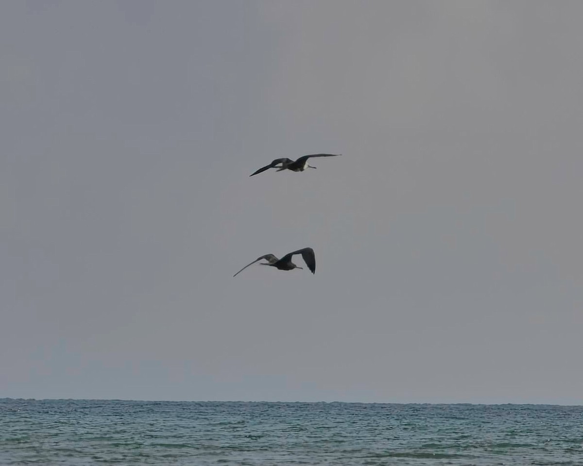 Magnificent Frigatebird - ML645113888