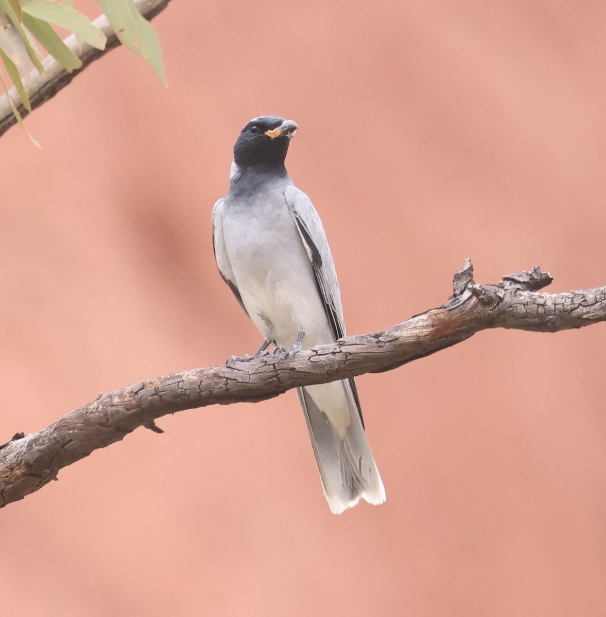 Black-faced Cuckooshrike - ML645113889