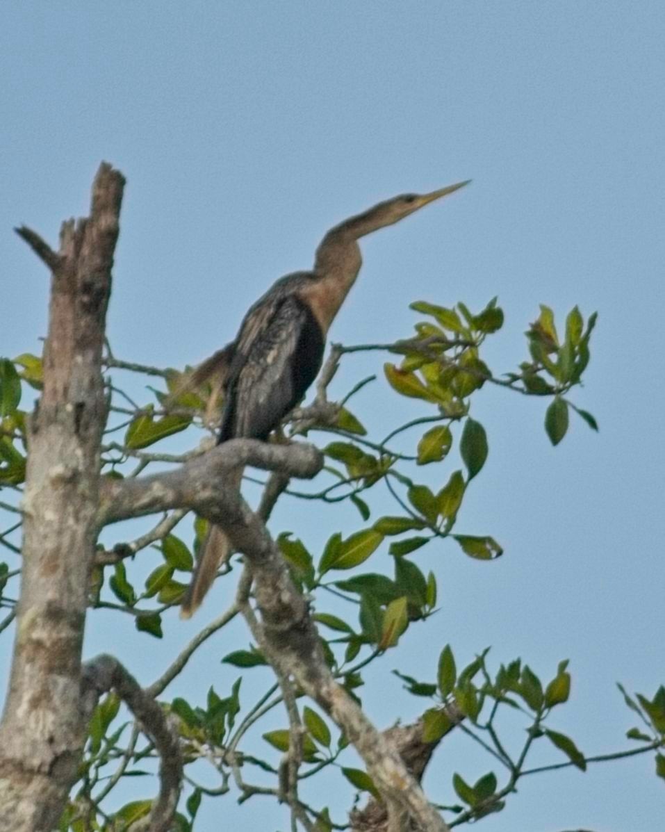 Anhinga - ML645113890
