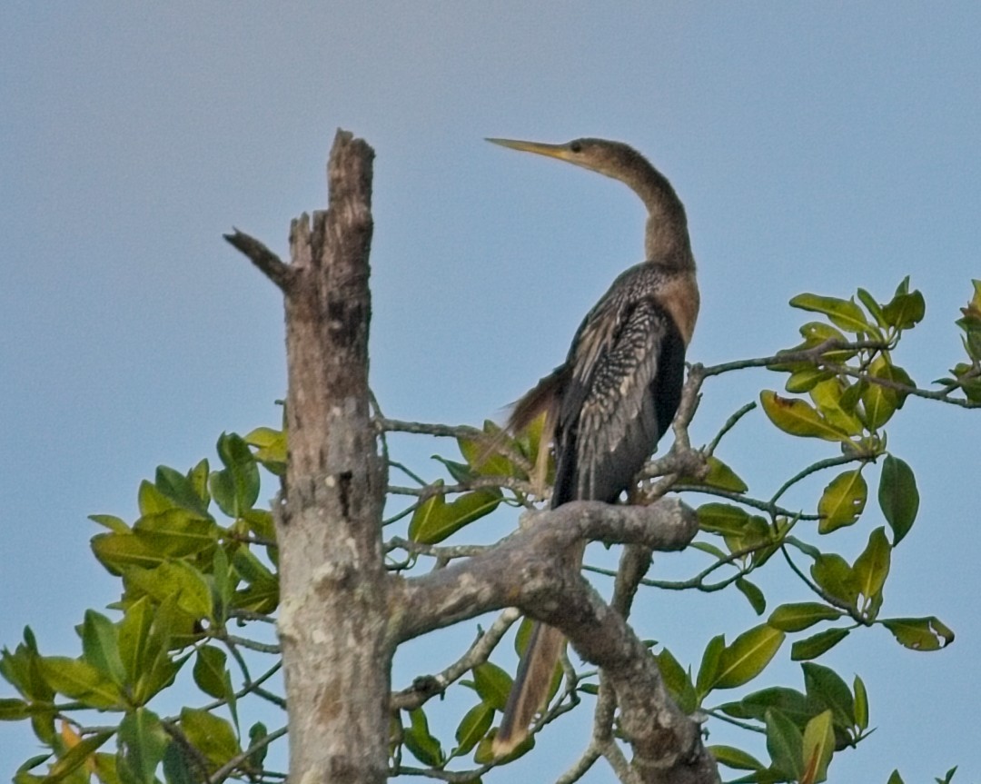 Anhinga - ML645113891