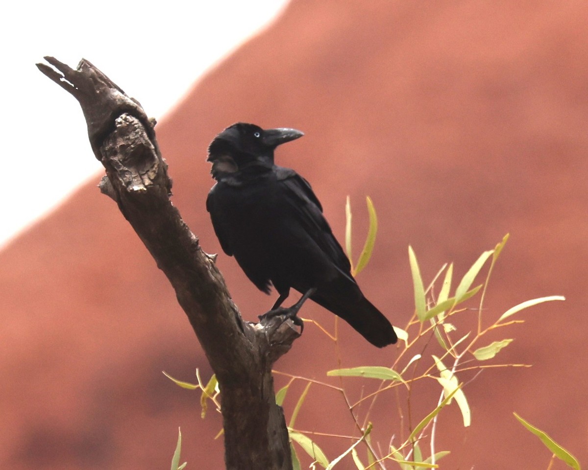 Krähe, unbestimmt - ML645113902