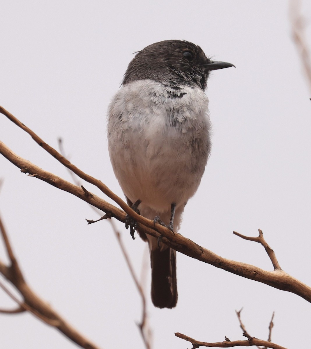 Schwarzkopfschnäpper - ML645113907