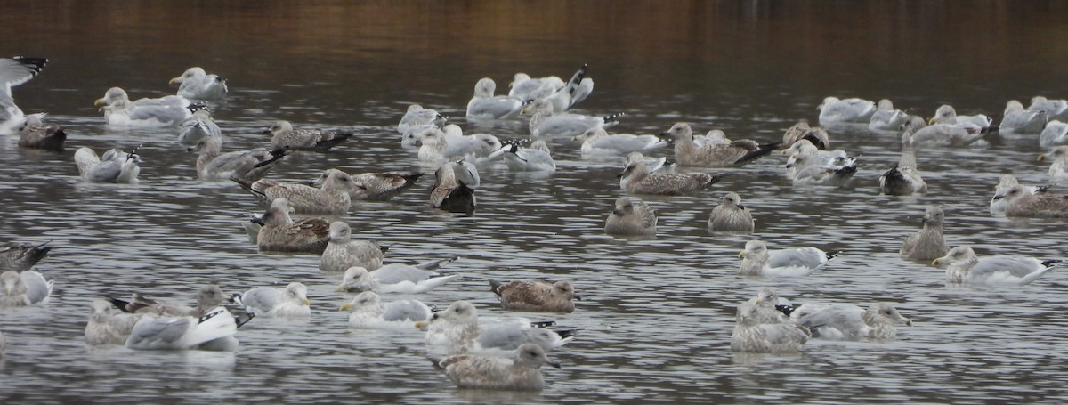 Kanadamöwe - ML645113909