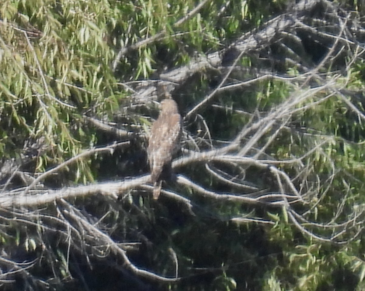 Rotschulterbussard (elegans) - ML645113910