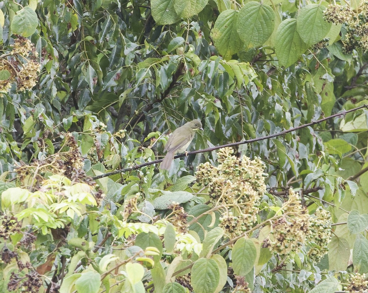 Gelbbartbülbül - ML645113911