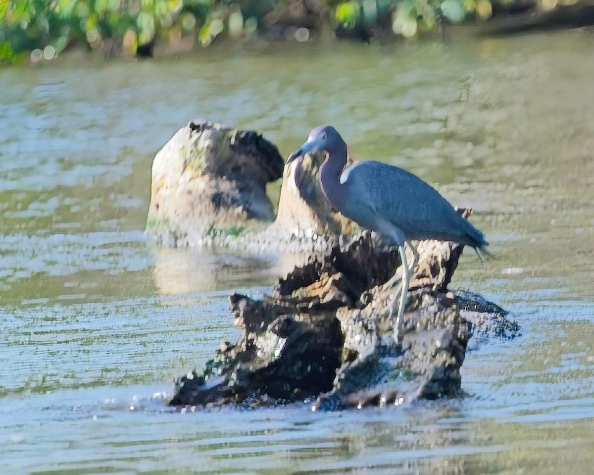 Blaureiher - ML645113913