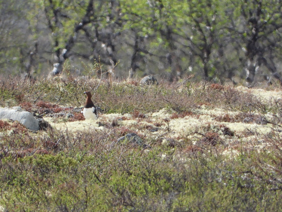 Moorschneehuhn - ML645113914