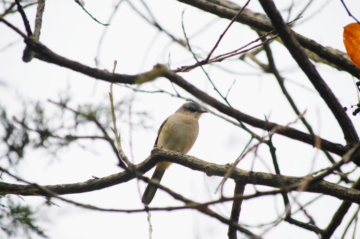 Gartenspottdrossel - ML645113915