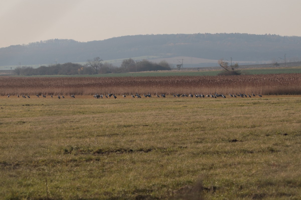 Kranich - ML645113916