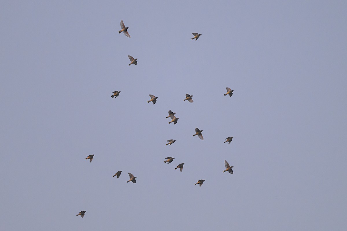 Zedernseidenschwanz - ML645113917