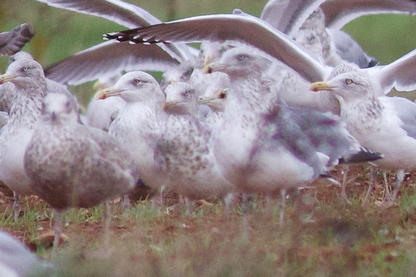 Kanadamöwe - ML645113922