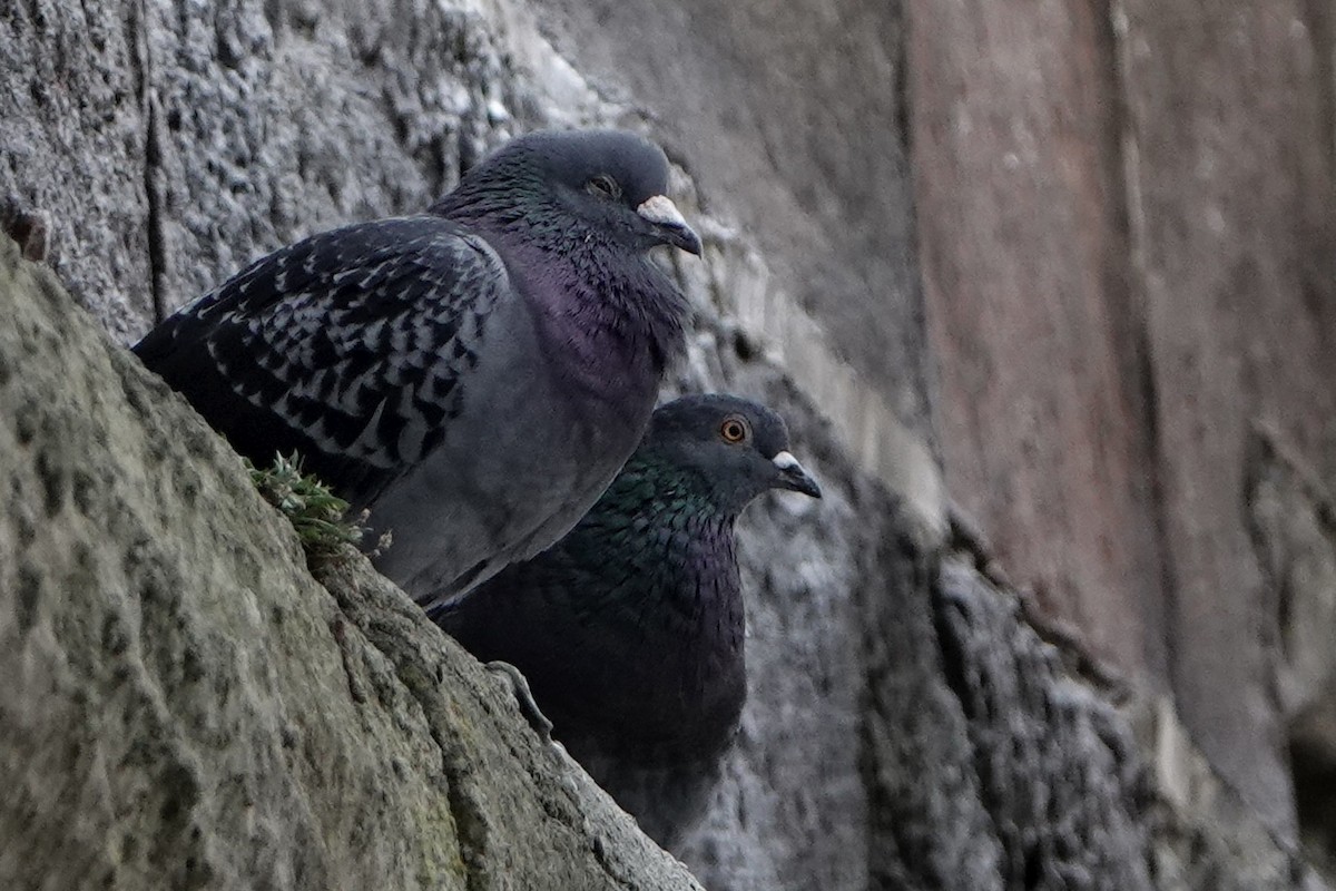 Felsentaube (Straßentaube) - ML645113926