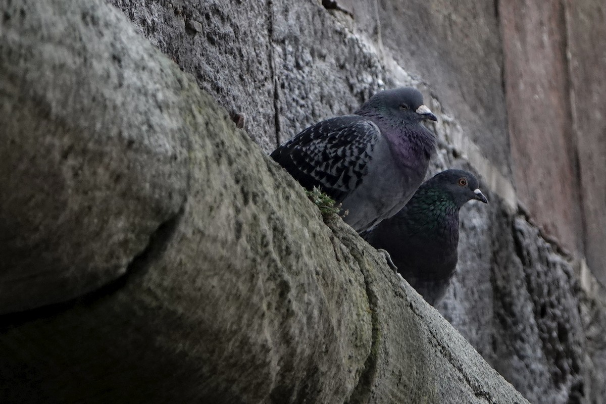 Felsentaube (Straßentaube) - ML645113927