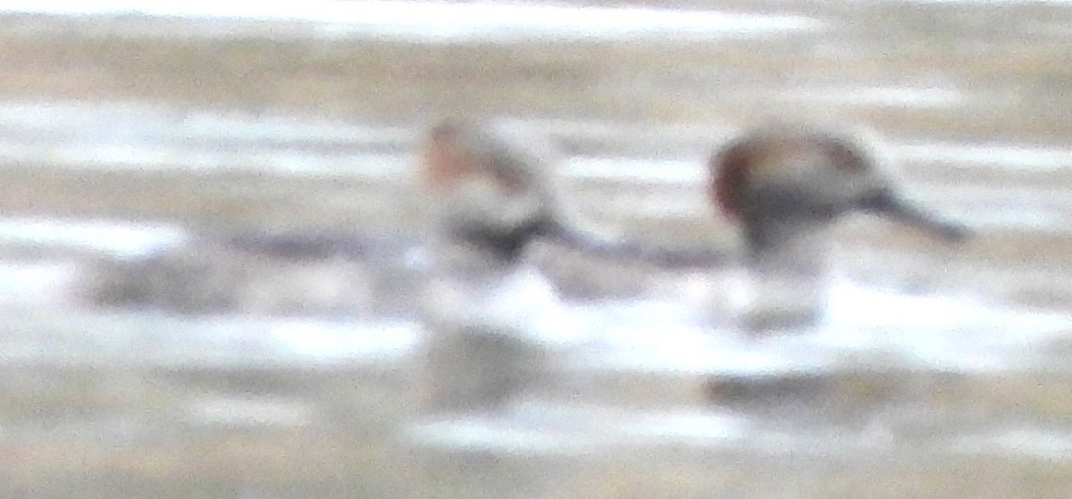 Kappensäger - ML645113929