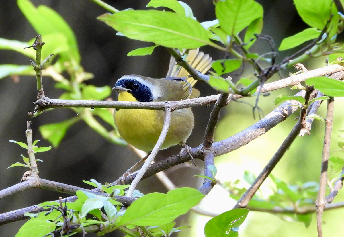 Weidengelbkehlchen - ML645113931