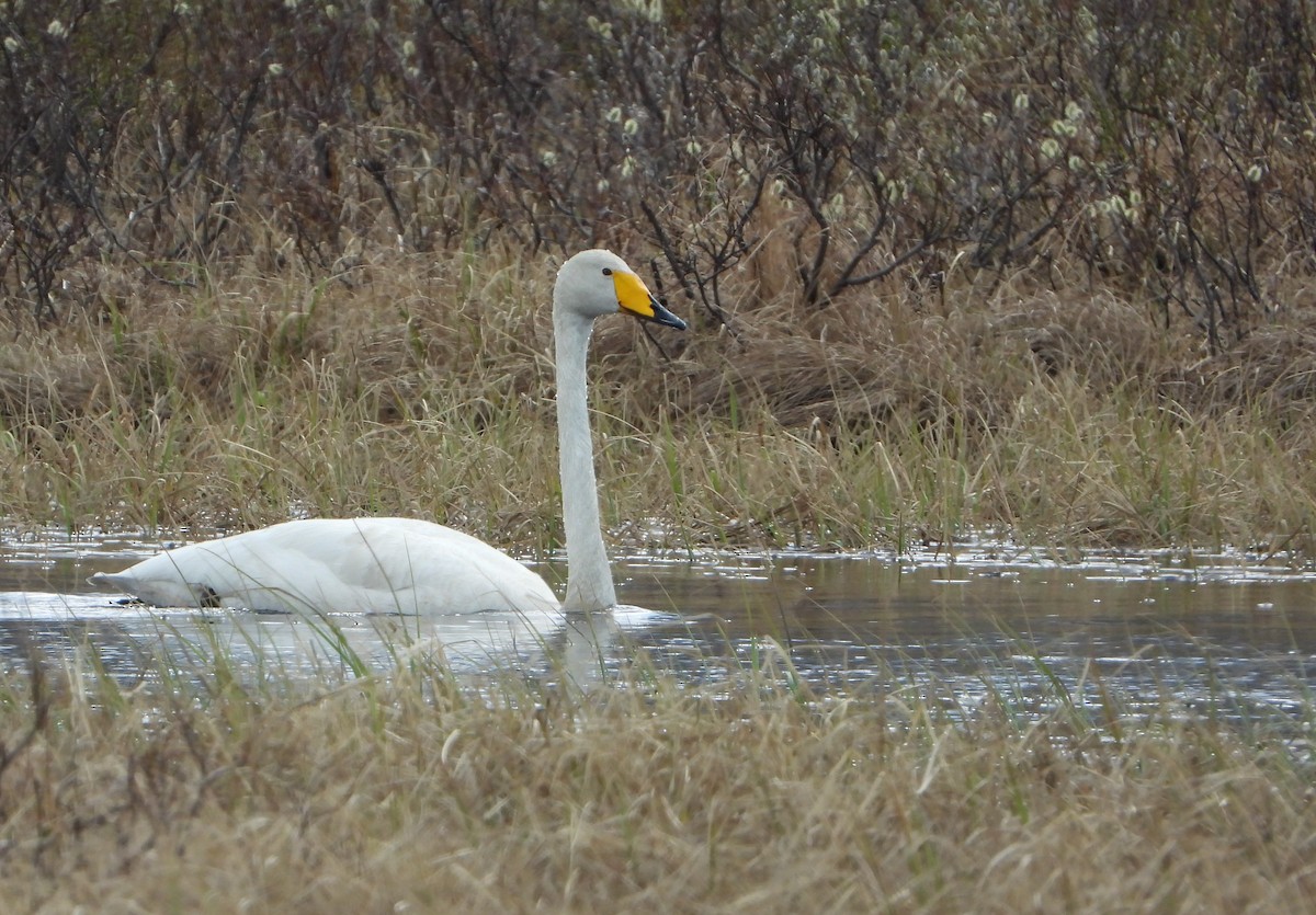 Singschwan - ML645113937