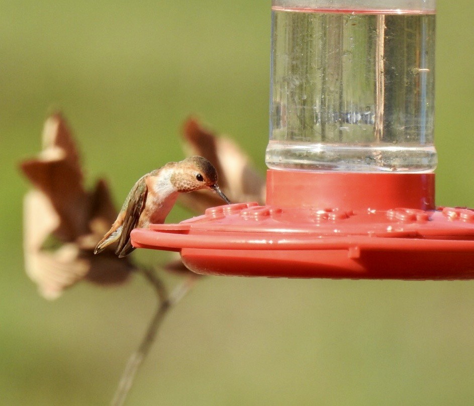 Allen's Hummingbird - ML645113938