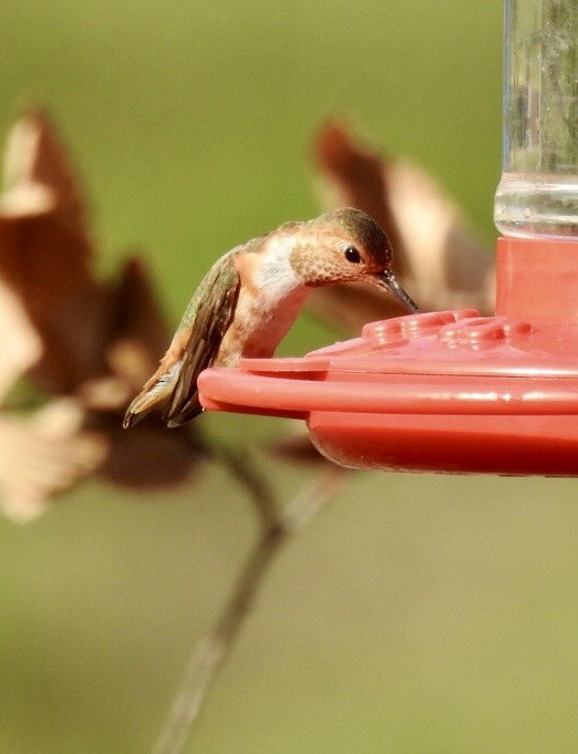 Allen's Hummingbird - ML645113939