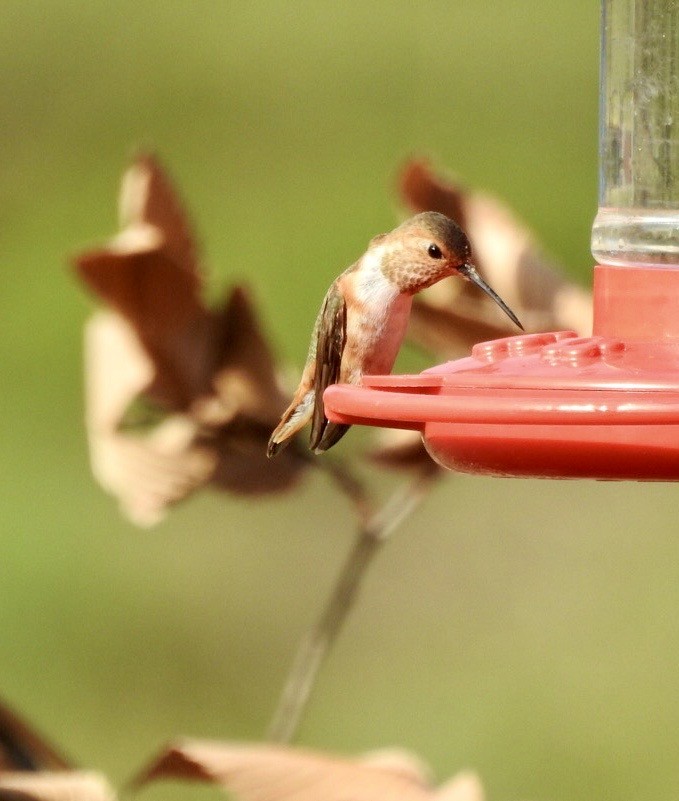 Allen's Hummingbird - ML645113940
