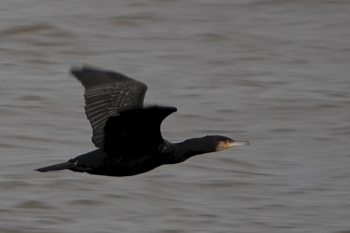 Kormoran - ML645113944