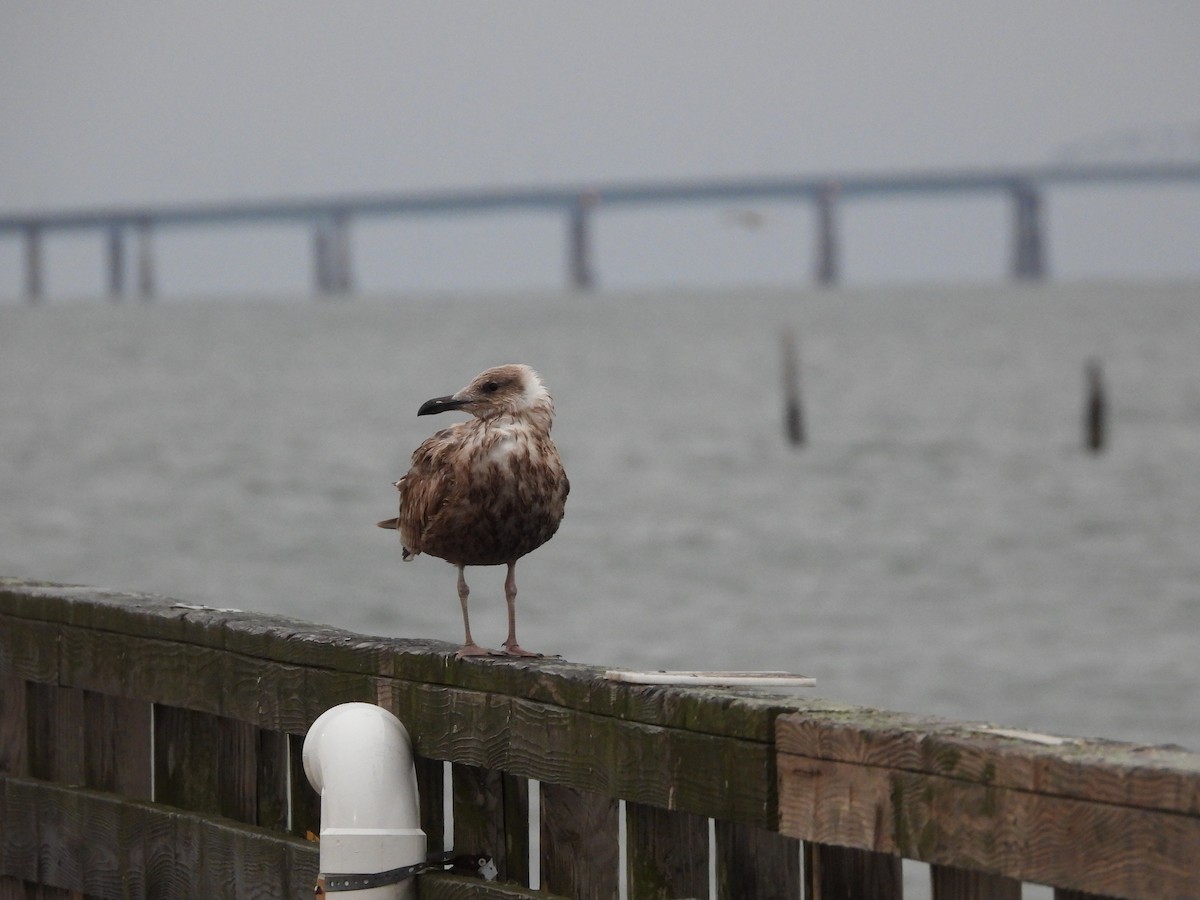 Kanadamöwe - ML645113946