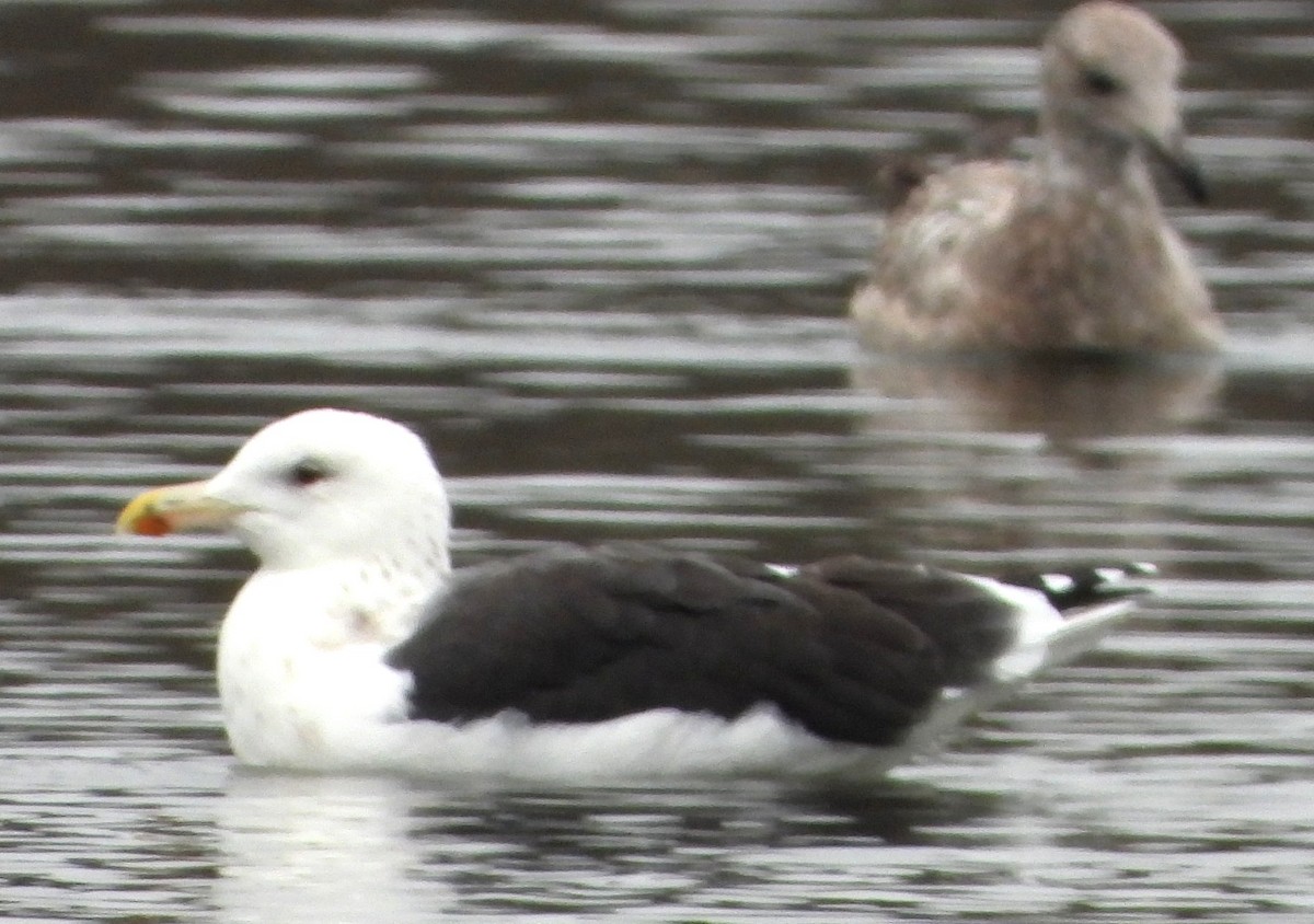 Heringsmöwe - ML645113947