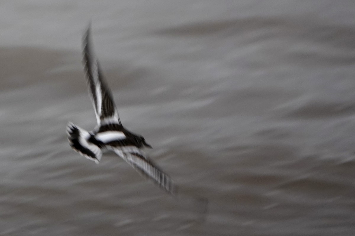 Steinwälzer - ML645113949