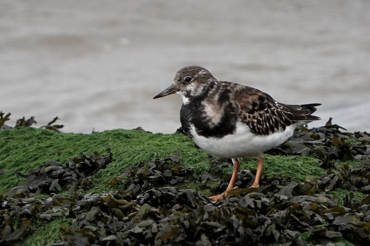 Steinwälzer - ML645113950