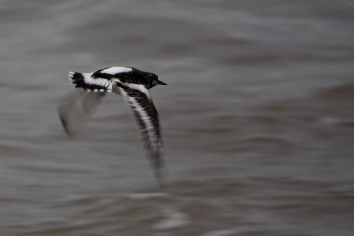 Steinwälzer - ML645113951