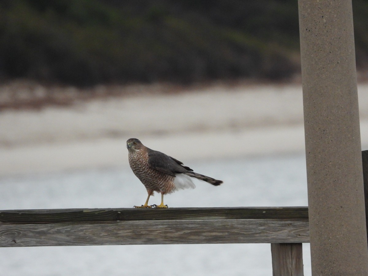 jestřáb americký - ML645113961