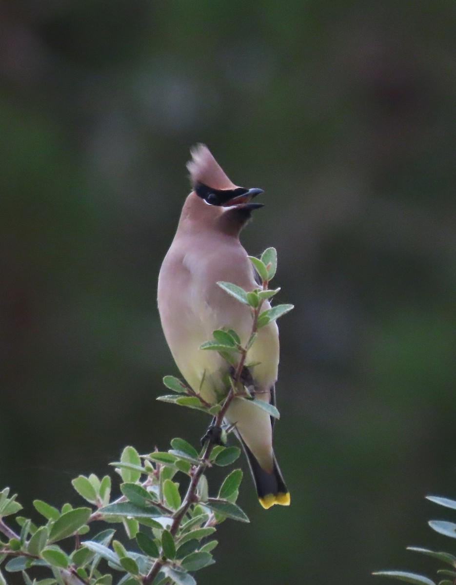Sedir İpekkuyruğu - ML645113962