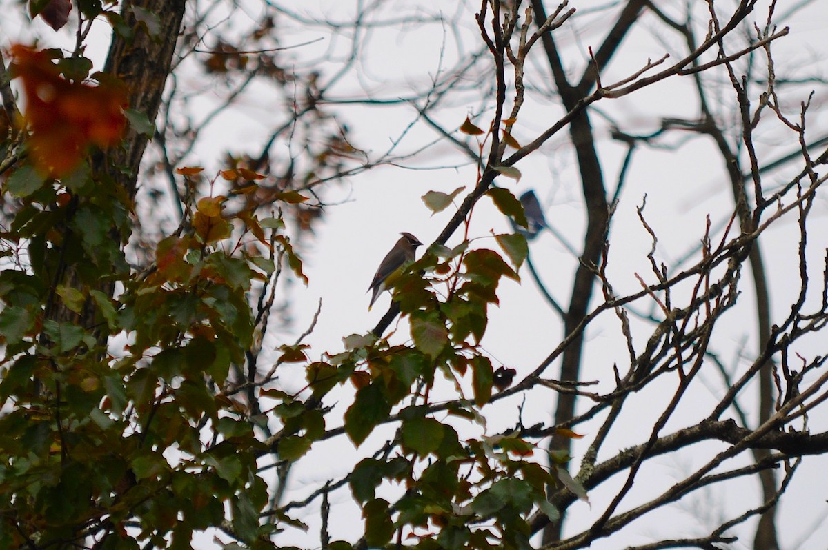 Sedir İpekkuyruğu - ML645113968