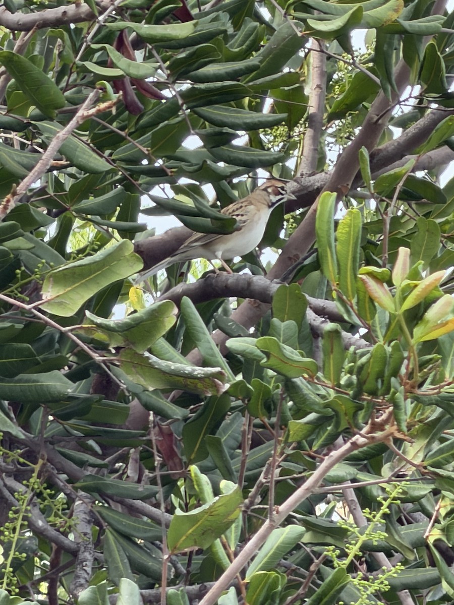 Lark Sparrow - ML645113980