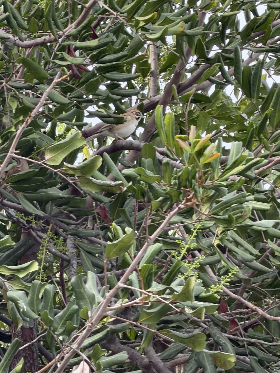 Lark Sparrow - ML645113981