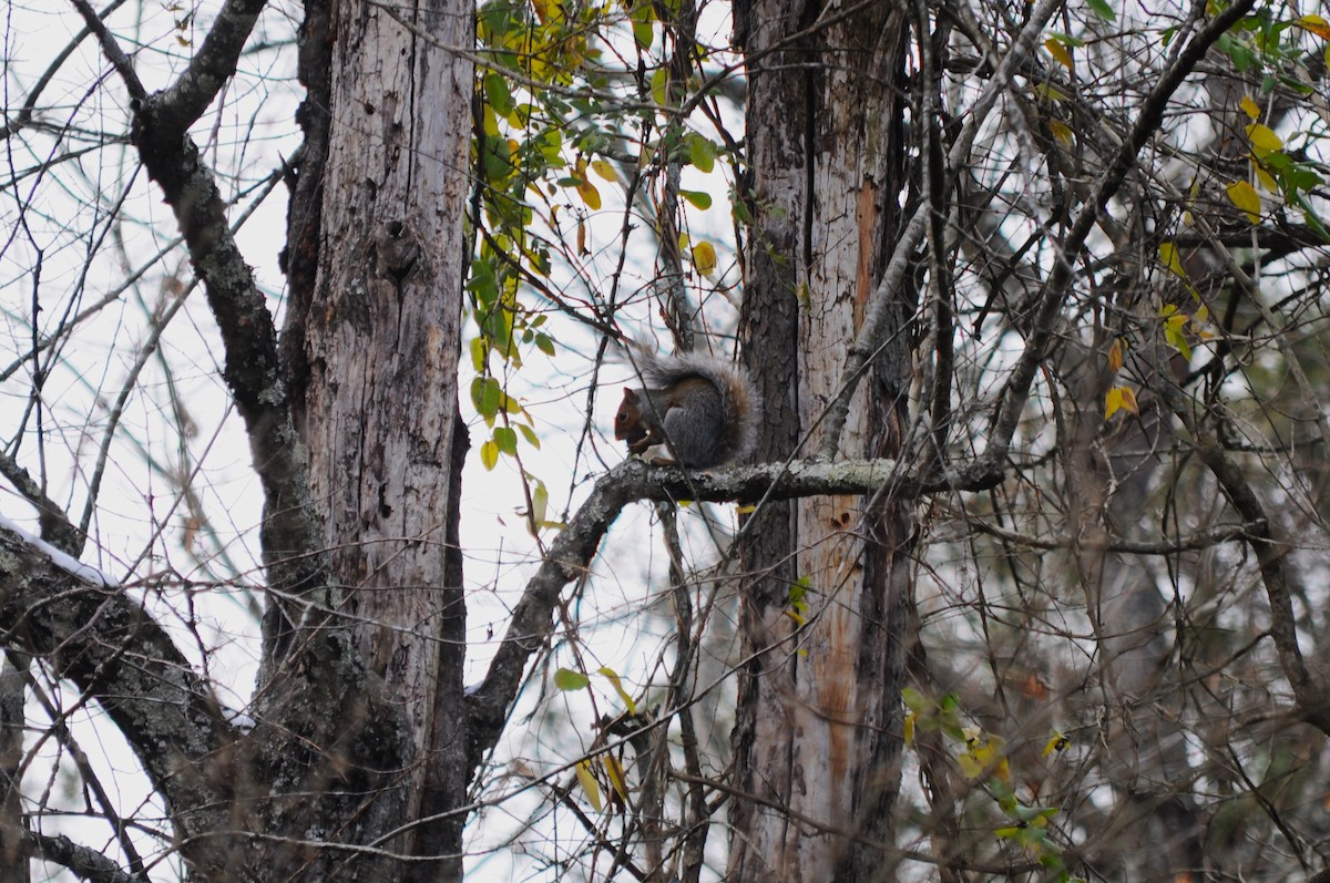 Animals - ML645113985