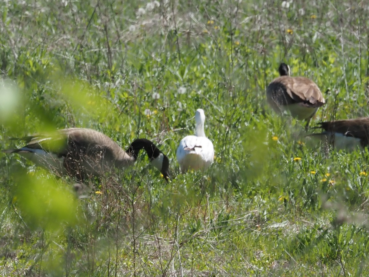 berneška velká - ML645113996