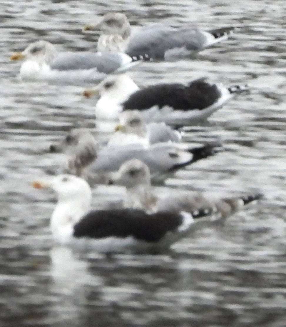 Büyük Kara Sırtlı Martı - ML645114017