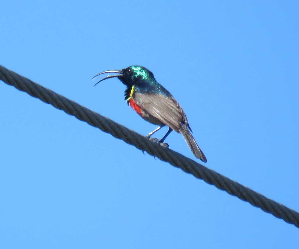 オオゴシキタイヨウチョウ - ML645114031