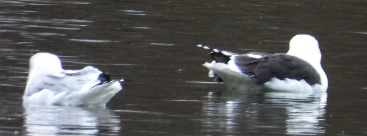 Büyük Kara Sırtlı Martı - ML645114033