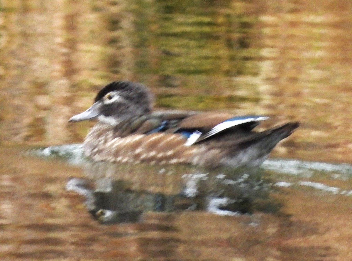 eBird Checklist - 12 Nov 2025 - Pickering Ponds, Rochester - 27 species