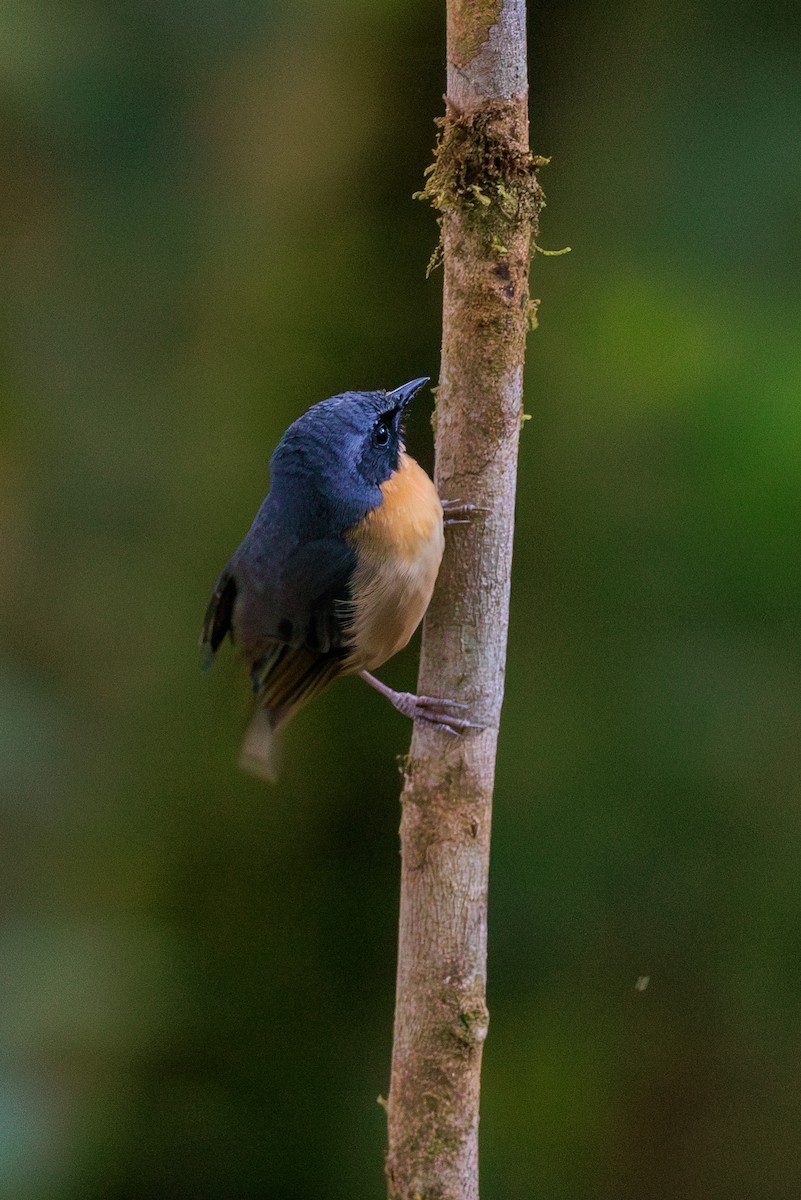 Black-eared Hemispingus (Black-eared) - ML645114048