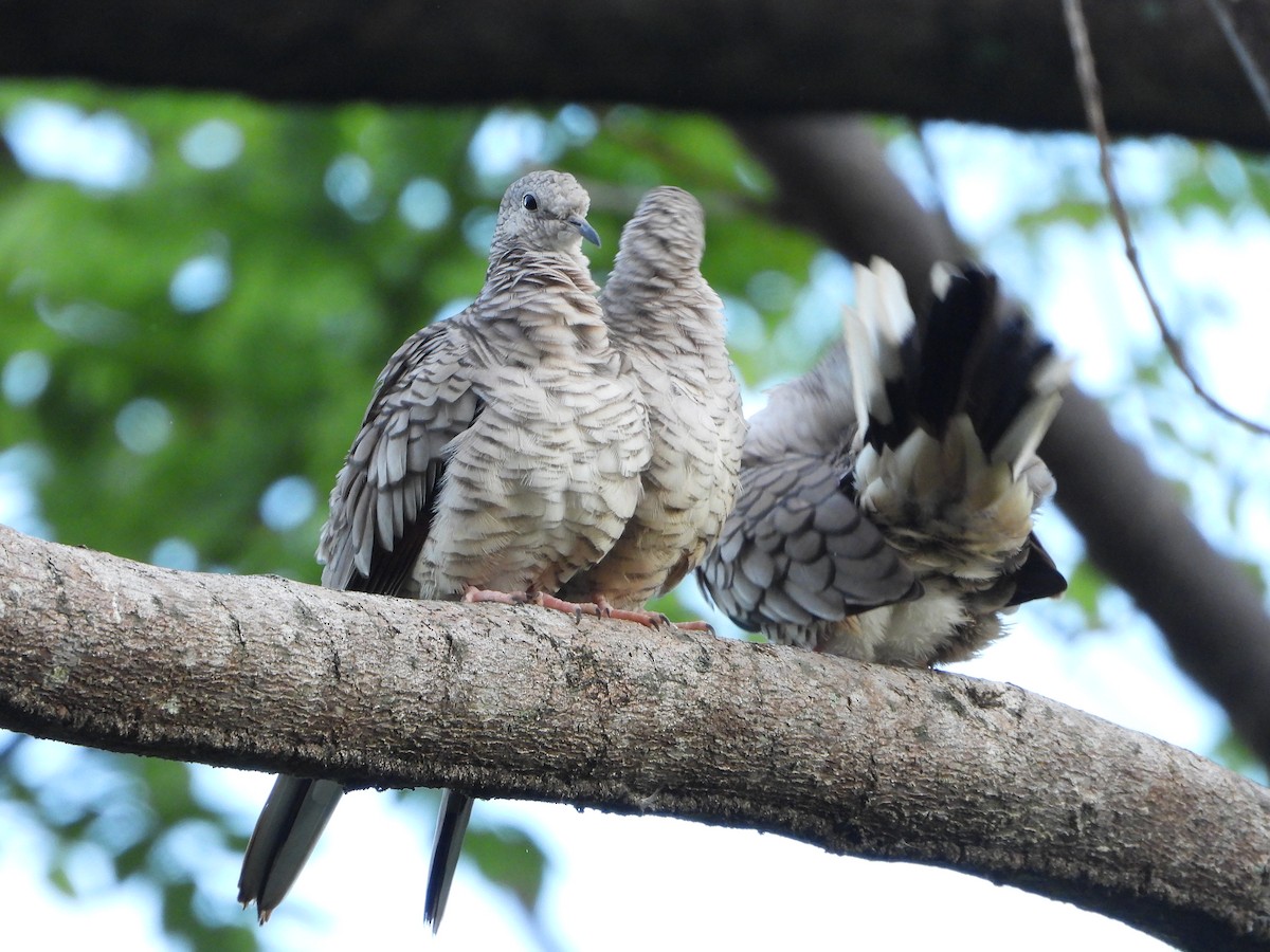 Inca Dove - ML645114063