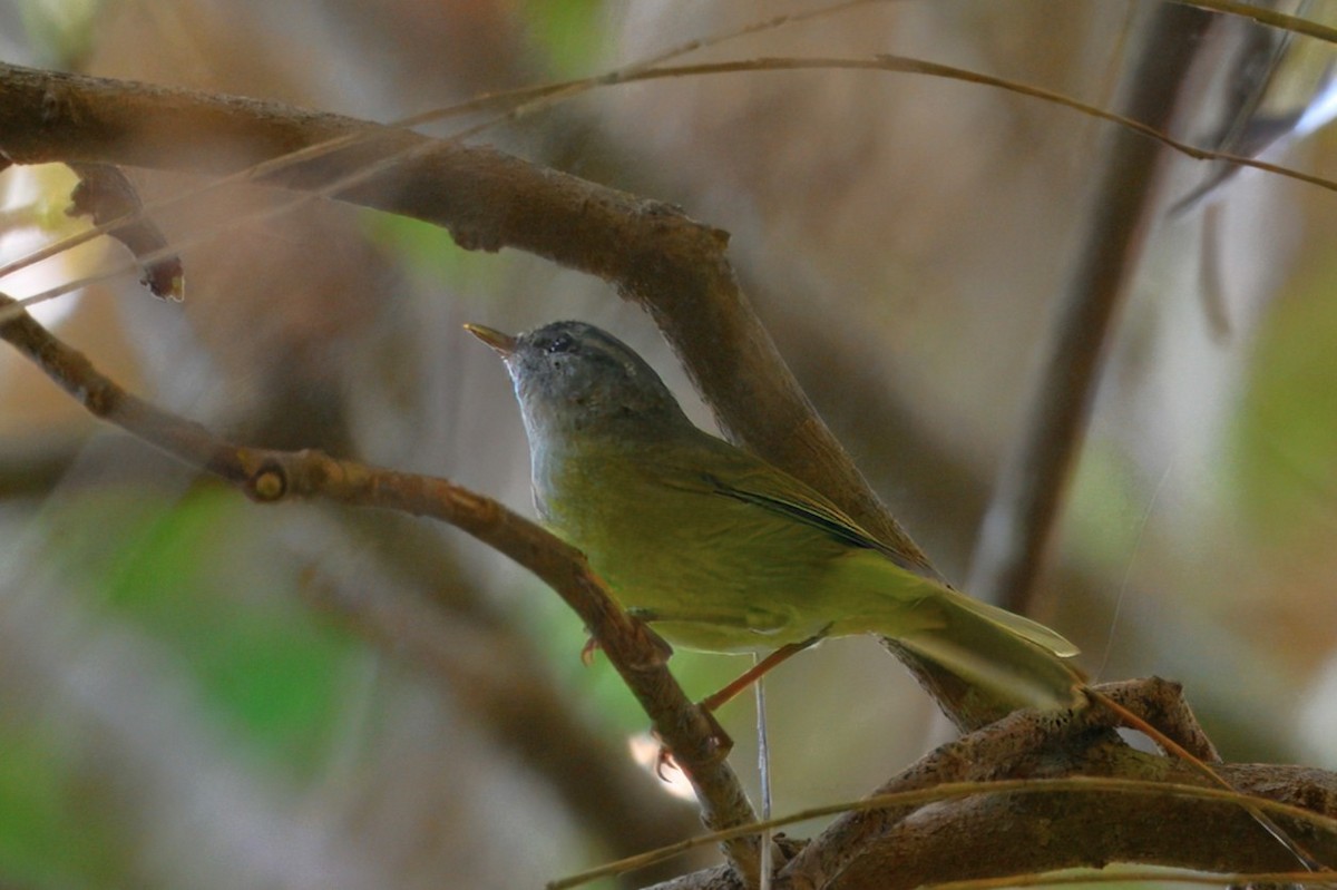 ニューギニアムシクイ - ML645114070